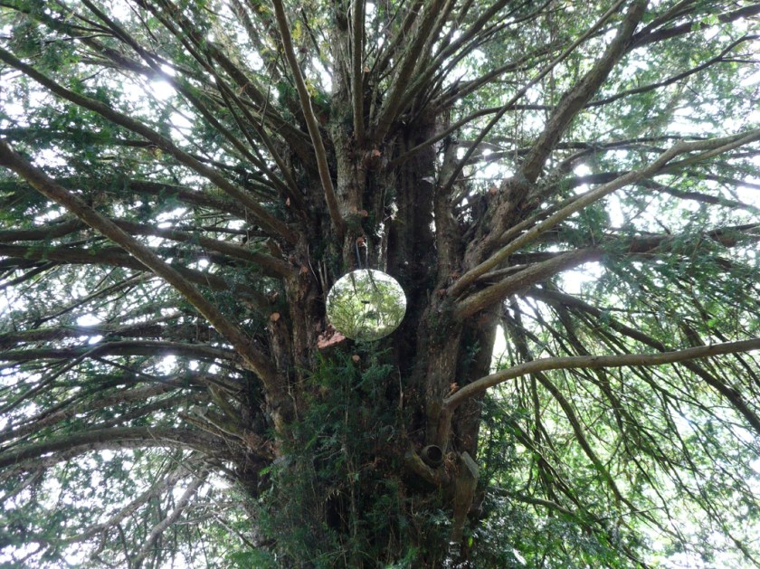 Eye For A Tree-2016 (4)