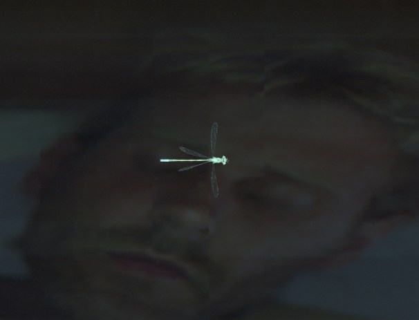 Festina Lente-2002 [Libelle]