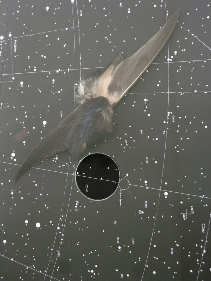 LaVidaEsUnPasahe(2)(Phoenix)2017_detail_P1100347