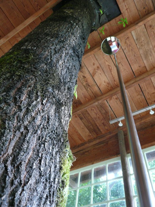 Tree In The House-2016 (2)