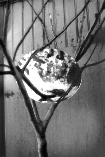 Eye For A Tree- 1999