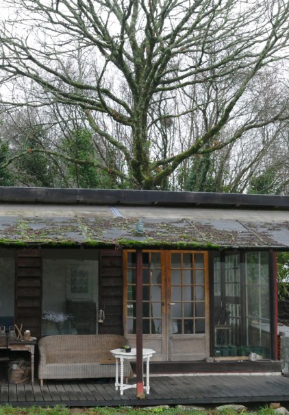 tree in the house-p1010488